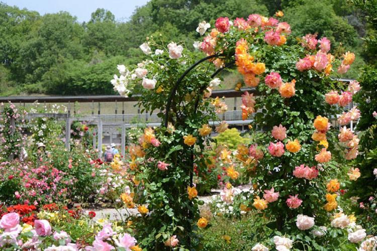 花フェスタ記念公園１