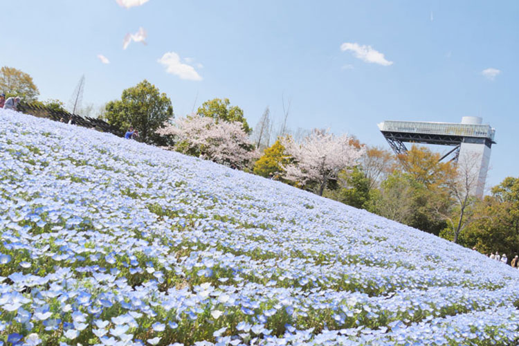 花フェスタ記念公園４