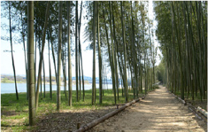 木曽川渡し場遊歩道