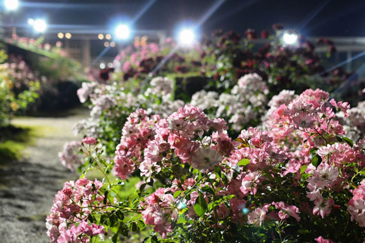 花フェスタ記念公園2