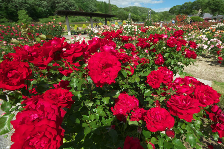 花フェスタ記念公園3